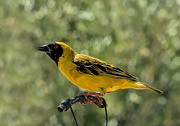 31st Mar 2020 - Masked Weaver 