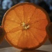 Orange 5 by jacqbb