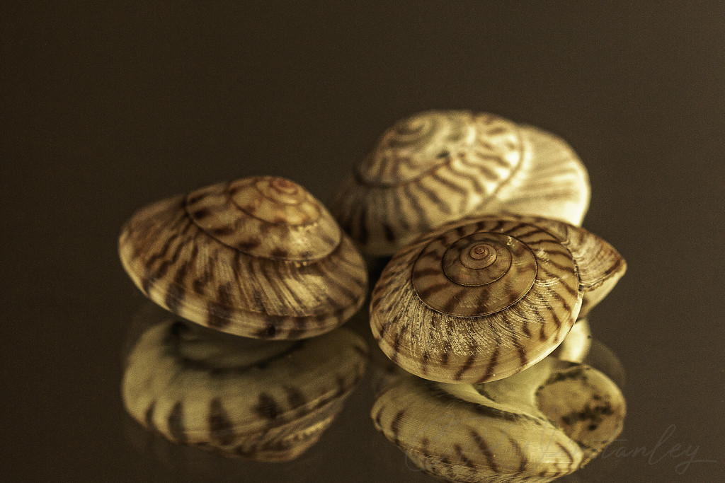 3 Shells, Sea Shells by kipper1951
