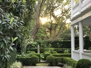 31st Mar 2020 - A beautiful Charleston garden in the historic district