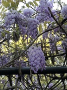 31st Mar 2020 - The last of the magnificent purple blooms of wisteria in our area