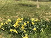 31st Mar 2020 - D is for Daffodils