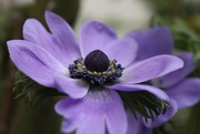 31st Mar 2020 - I fell in love with Anemones