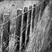Fence1 by nzkites