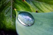 31st Mar 2020 - Water droplet