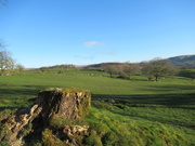 31st Mar 2020 - a stump with a view