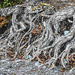 Tree Roots by 365karly1