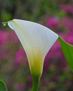 31st Mar 2020 - LHG-2386- calla lily