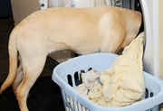 26th Feb 2014 - laundry