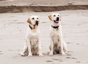 1st Mar 2015 - Lincoln and Usula on Saunton Sands