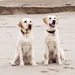 Lincoln and Usula on Saunton Sands by lincolngd