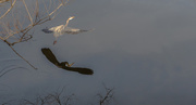 31st Mar 2020 - Reflection of a Heron