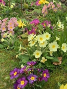 31st Mar 2020 - Primula