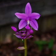 1st Apr 2020 - My Chinese Ground Orchid ~    