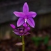 My Chinese Ground Orchid ~     by happysnaps