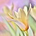 Graceful New Tulips by lynnz