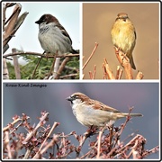 31st Mar 2020 - Sparrows today 