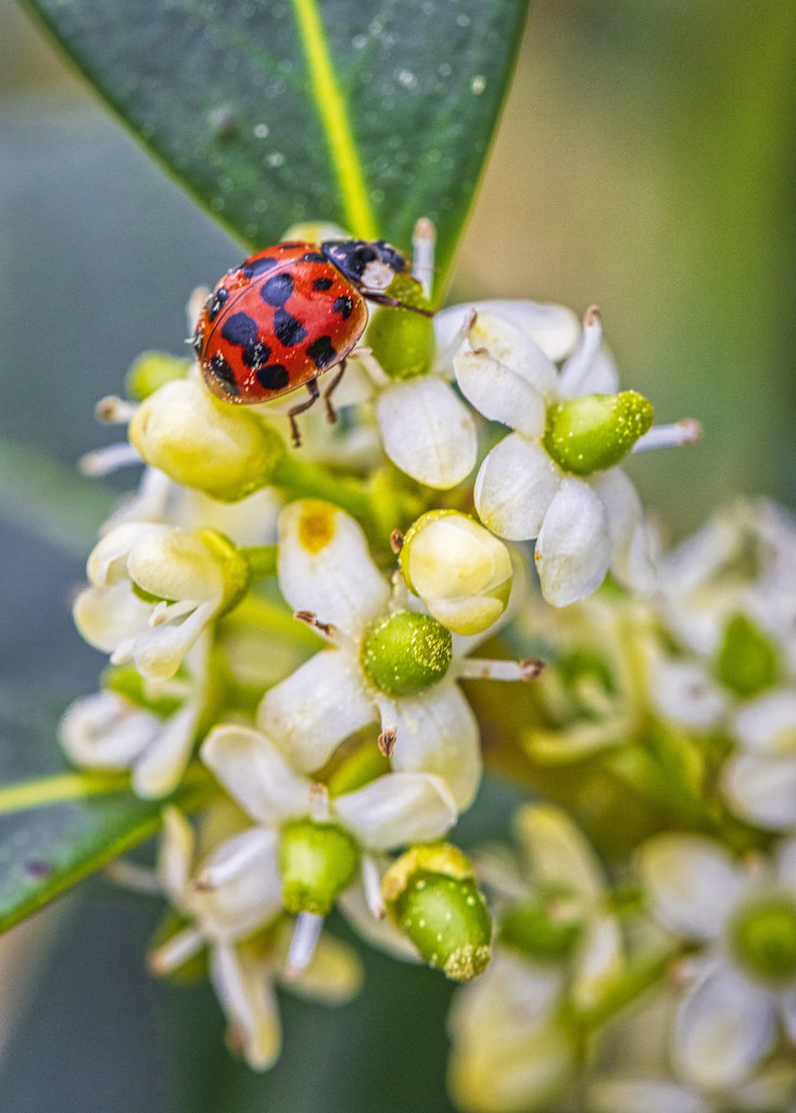 Ladybug by kvphoto
