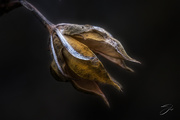 27th Mar 2020 - Empty Rose of Sharon Seed Pod