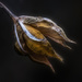 Empty Rose of Sharon Seed Pod by skipt07