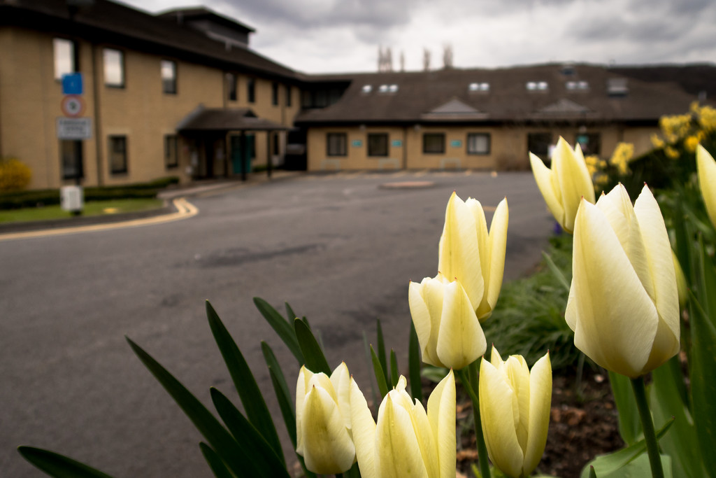 Tulips at the hospital by peadar