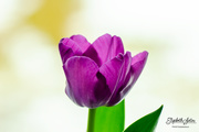 31st Mar 2020 - Purple tulip