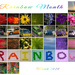 Rainbow Month by nickspicsnz