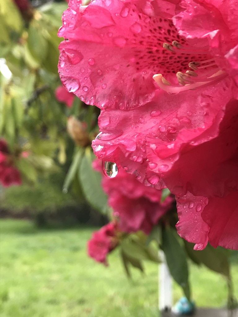 Rain on the Rhododendrons  by pandorasecho