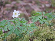 31st Mar 2020 - Woodland Wander 