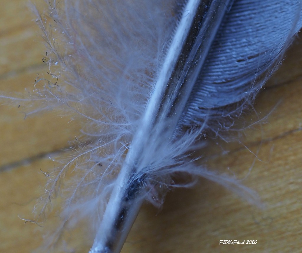 Macro Feather by selkie