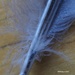 Macro Feather by selkie