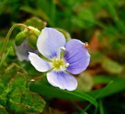 28th Mar 2020 - Bird's Eye Speedwell (and visitor)