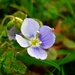 Bird's Eye Speedwell (and visitor) by countrylassie