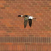 Red-breasted merganser in flight by bricks by rminer