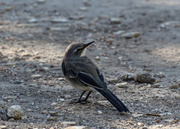 31st Mar 2020 - Cape Wagtail