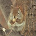 Squirrel enjoying a bite! by radiogirl