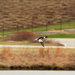 Red-breasted merganser in flight  by rminer