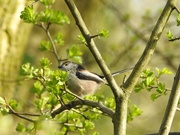 30th Mar 2020 - Long Tailed Tit