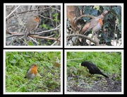 30th Mar 2020 - Three Robins and a Blackbird