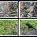 Three Robins and a Blackbird by oldjosh