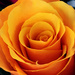 One Orange Rose by yogiw