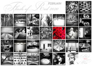 27th Dec 2019 - Flash Of Red | February 2020