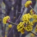 Tree flowers by sandlily