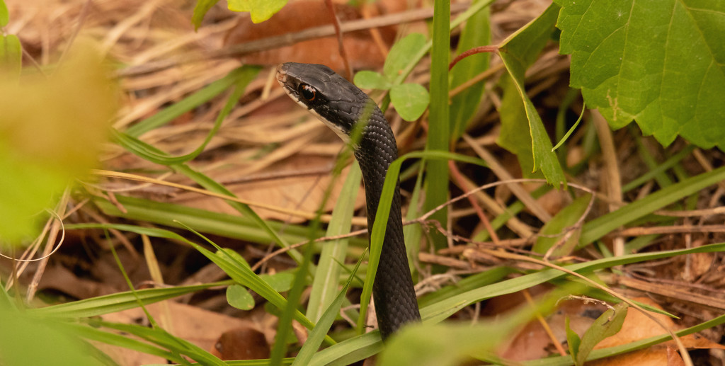 Almost Harmless Black Snake! by rickster549