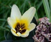 31st Mar 2020 - White Tulip