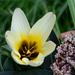 White Tulip by arkensiel