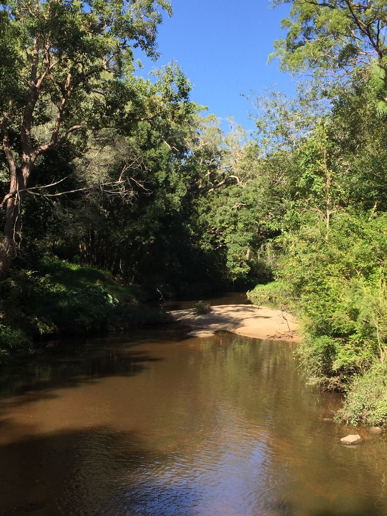 My Local Creek by alisonjyoung