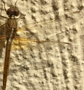 15th Mar 2020 - Golden Dragonfly