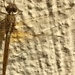 Golden Dragonfly by alisonjyoung