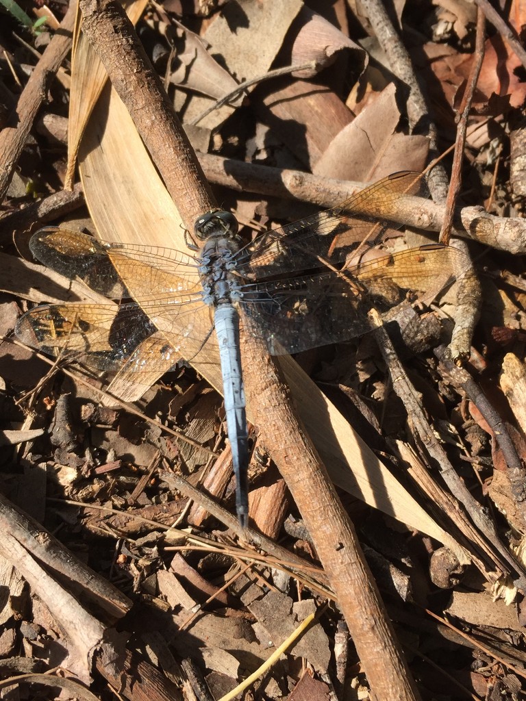 Dragonfly Blue by alisonjyoung